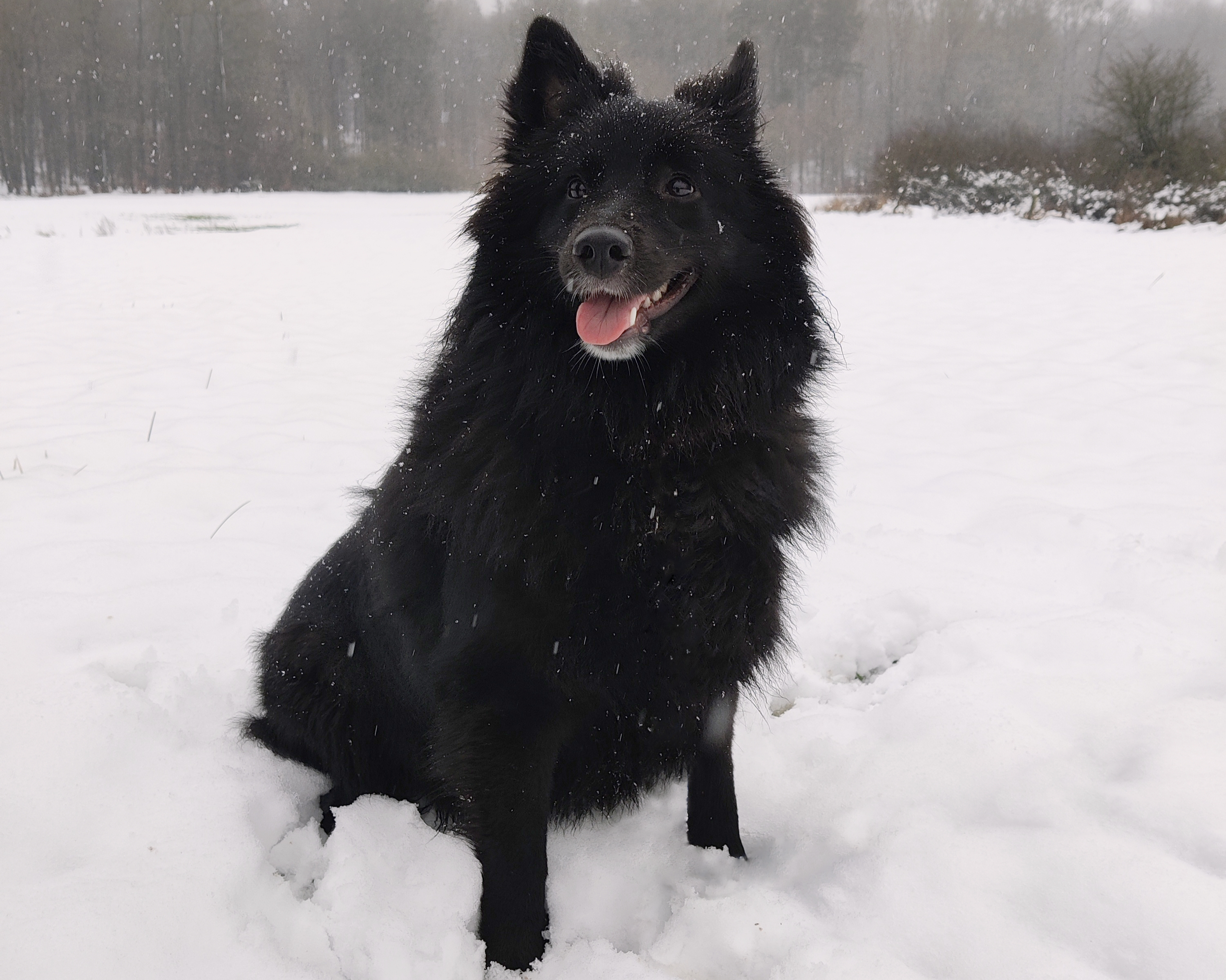 Coaly im Schnee